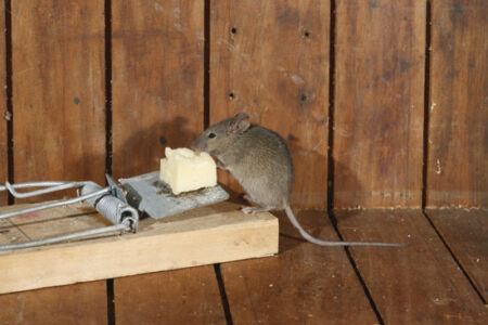 DIY Pest Control: Where Do You Go Wrong? Image